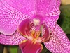 Orhideja
					Poste: 1